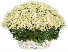 Цветочная композиция из Ромашки в корзине #REPLACE_PRED# Ижморском